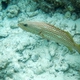Slender Grouper (Juvenile)