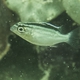 Two-lined Monocle Bream (Juvenile)