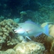 Longnose Parrotfish