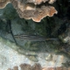 Five-lined Cardinalfish