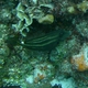Orange-spotted Filefish