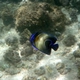 Semicircle Angelfish (juvenile)