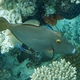 Yelloweye Filefish