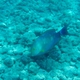 Ringtail Surgeonfish