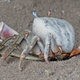 Brown Land Crab