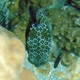 Shortnose Boxfish (Juvenile)