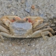 Tetragonal Fiddler Crab