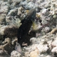 White-barred Goby