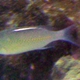 Saw-jawed Monocle Bream