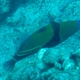 Wedgetail Triggerfish