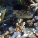 Three-lined Rainbowfish