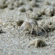 Inflata Sand Bubbler Crab