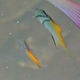 Diamondfish (Juvenile)