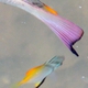 Diamondfish (Juvenile)