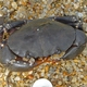 Spotted Belly Rock Crab