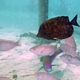 Indian Sailfin Surgeonfish