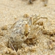 Horn-eyed Ghost Crab