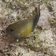 Dusky Farmerfish