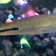 Penquinfish
