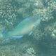 Bleeker's Parrotfish