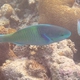 Fivesaddle Parrotfish