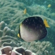 Vermiculated Angelfish