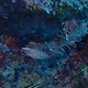 Eight-lined Wrasse