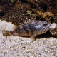 Blackbelly Rosefish