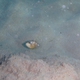 Queen Triggerfish (Juvenile)