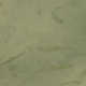 Dwarf Sand Perch (Juvenile)
