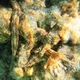 String-of-Beads Sea Cucumber
