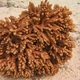 Corals of the Cook Islands to be identified