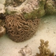 Corals of the Cook Islands to be identified