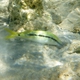 Red Sea Goatfish