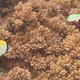Teardrop Butterflyfish