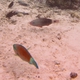 Daisy Parrotfish (Juvenile)