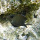 Brown Surgeonfish (Juvenile)