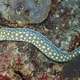 Sharptail Eel