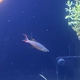 Threadfin Rainbowfish