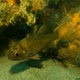 Southern Cardinalfish