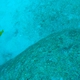 Mimic Surgeonfish