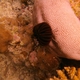 Robust Feather Star