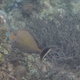 Bignose Unicornfish (Juvenile)