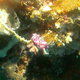 Pink Tunicate