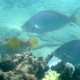 Pacific Longnose Parrotfish