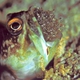 Gold-specs Jawfish