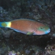 Pacific Bullethead Parrotfish