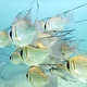 Threadfin Pearl Perch