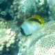 Spot-nape Butterflyfish