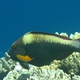 Bicolor Parrotfish